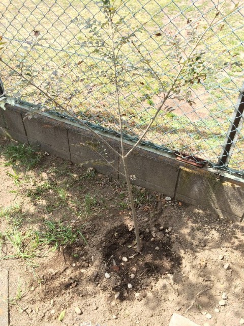20150327iiduka (2)