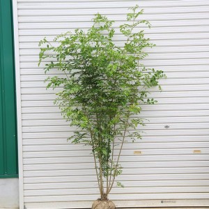 y-bonsai_n0060
