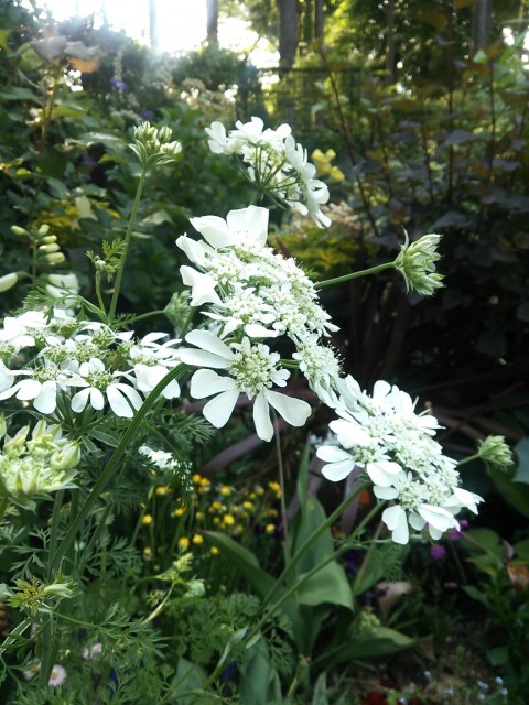 mitsuko2015.6.16-1
