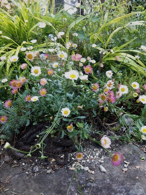 mitsuko2015.6.16-2