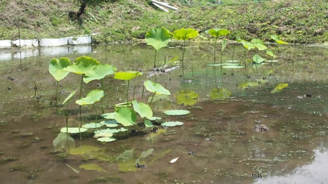 yamaguti2015.6.29-1