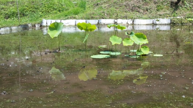 yamaguti2015.6.29-2