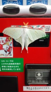 imai2015.7.14-2