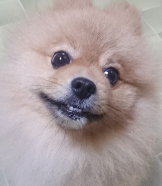 nakamura 2015.8.1