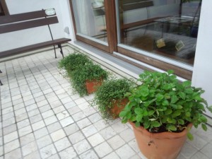 IMG_20150918_150403384