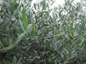 IMG_20150918_150446276