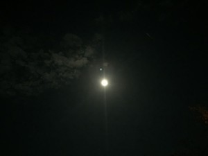 IMG_2468