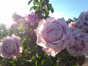 IMG_20151105_152737456