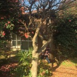 takahashi.2016.02.28.02