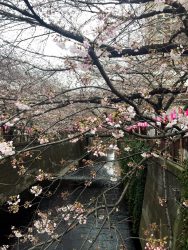 tosaka2017-4-1