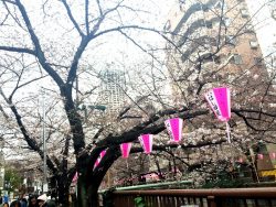 tosaka2017-4-2