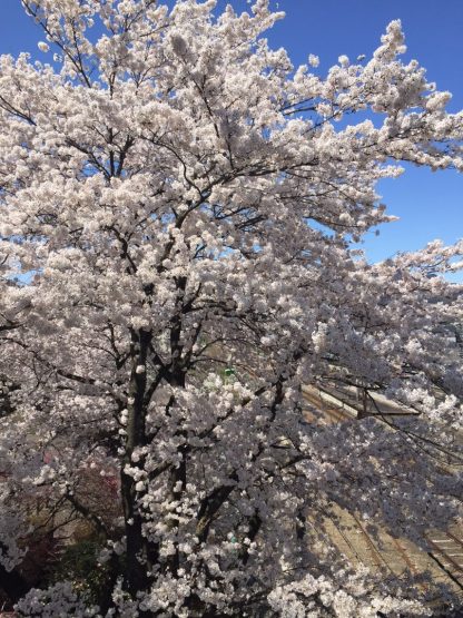 tosaka2017.4.22-1